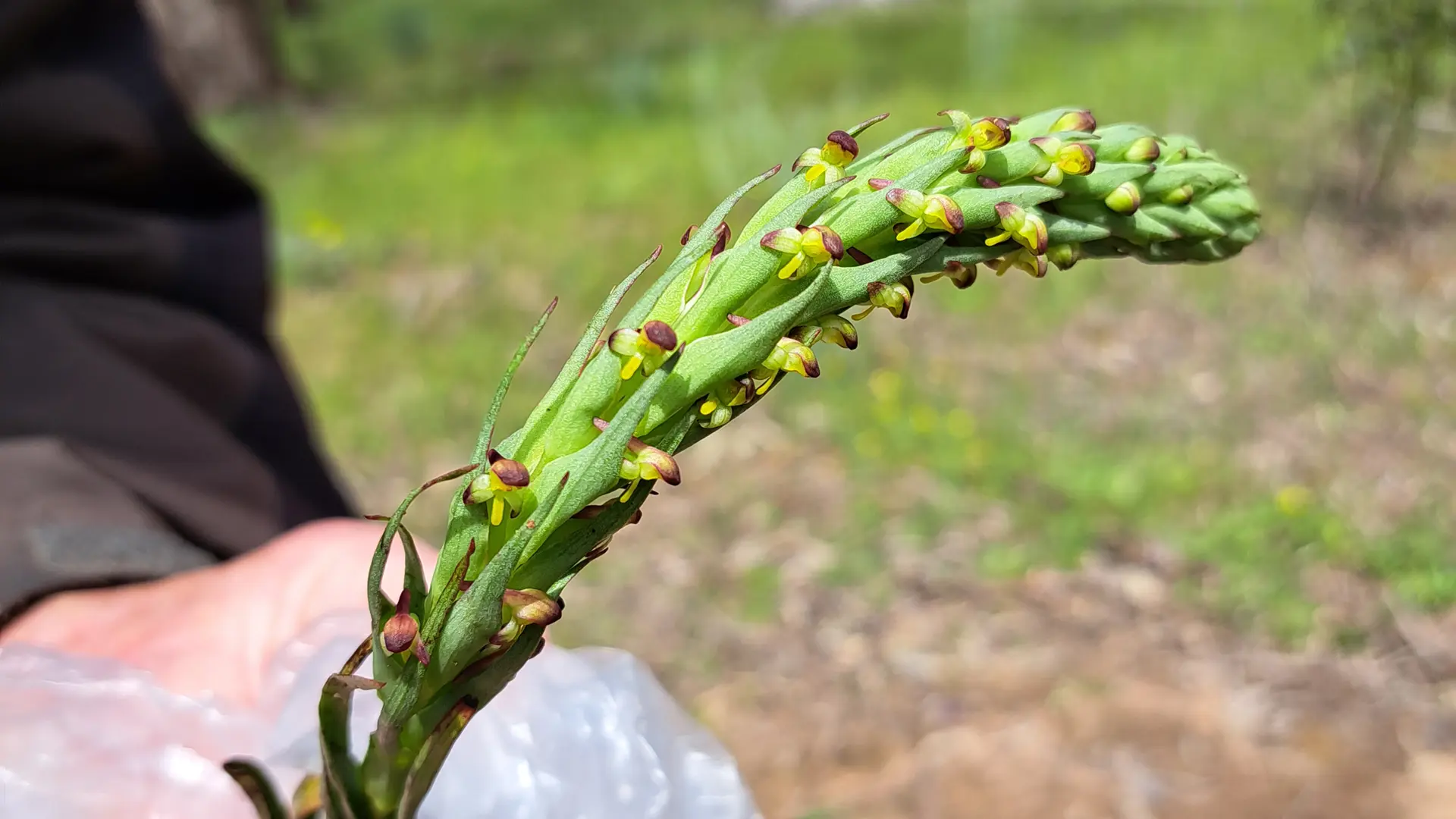 Weed Watch: South African Weed Orchid.