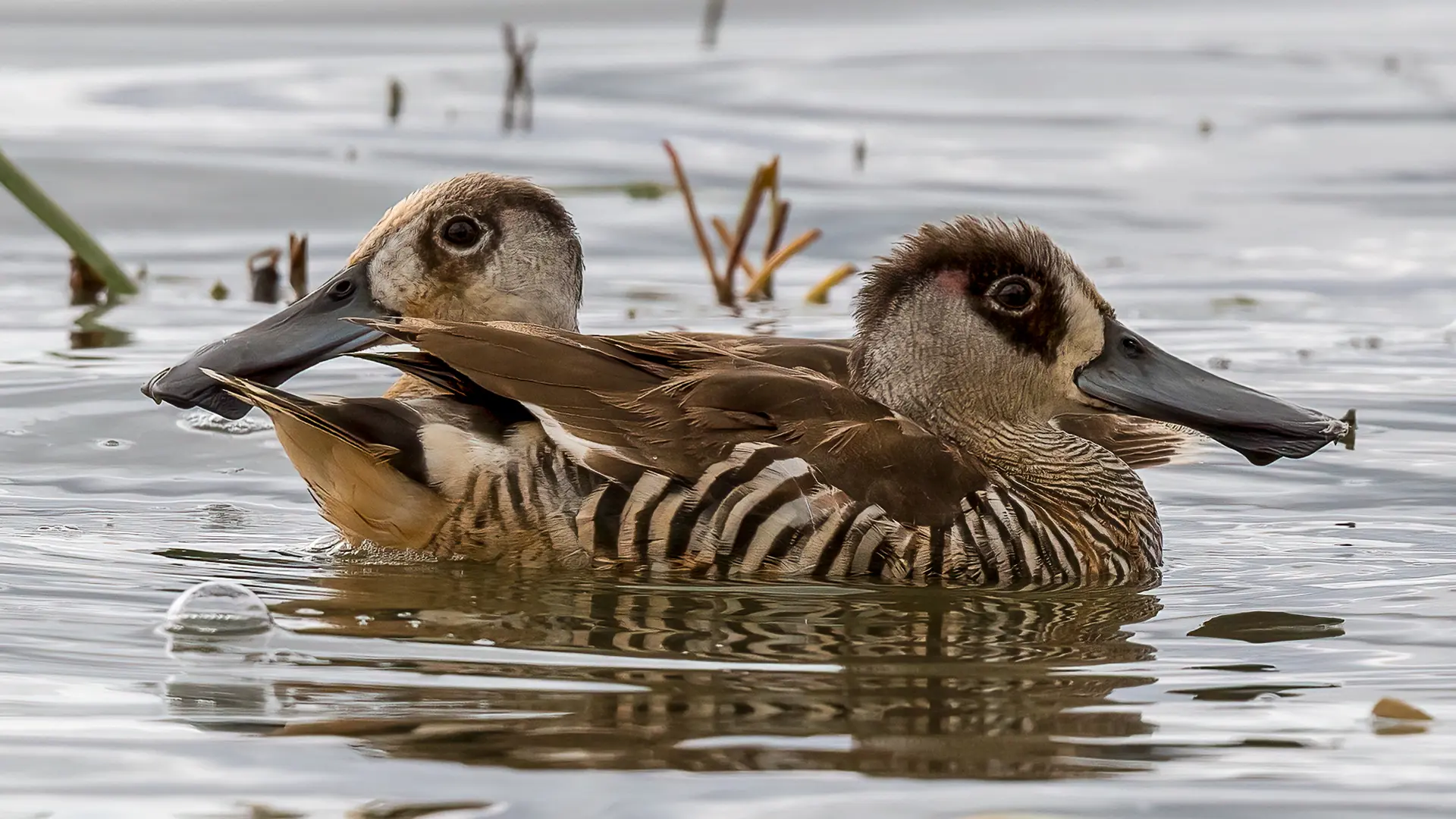Duck season: response from the top