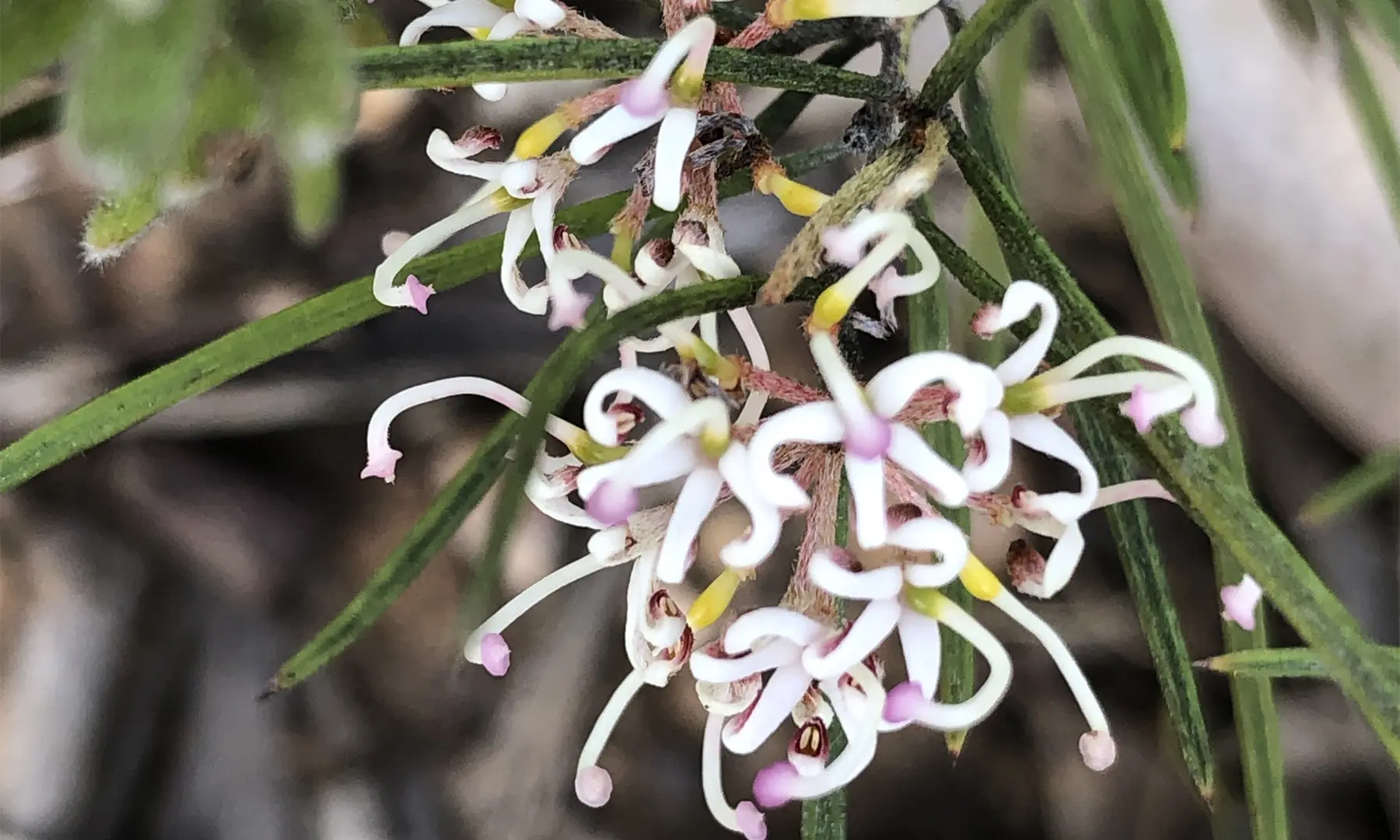 Small-flowered grevillea Grevillea micrantha.