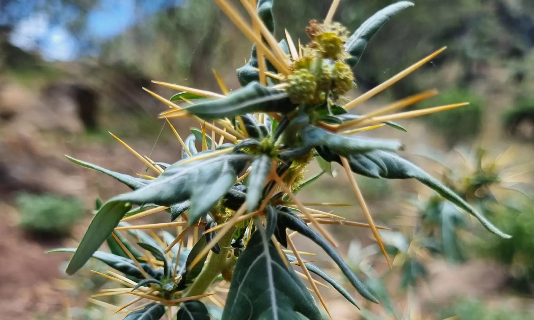Photo courtesy of Weeds Australia website.